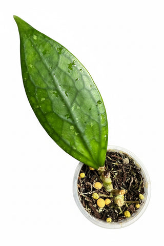 Hoya sp. Germany, New release, Extremely Rare
