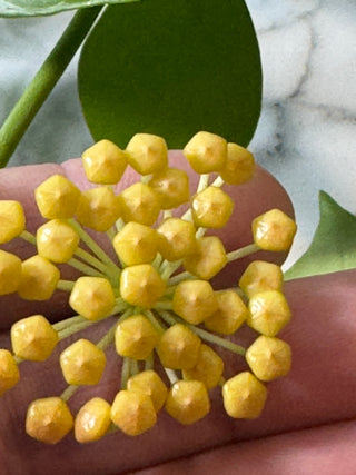 Hoya obscura (Yellow)