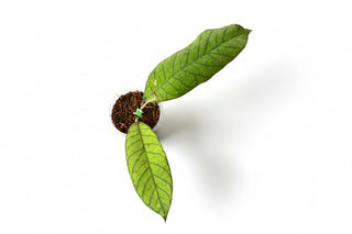 Hoya sp. Sabah , Extremely Rare