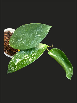 Hoya sp. Lai Chau (Round leaf), Very Rare