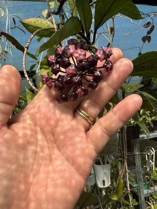 Hoya seeds