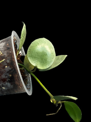 Hoya lacunosa ‘Mint Coin’, Rare