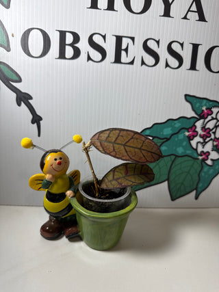 Hoya sp. Gunung Gading - Rooted cuttings