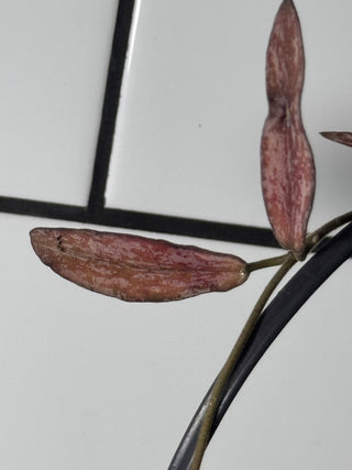 Hoya sigillatis , Plant 2, Very Rare