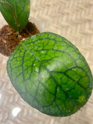 Hoya sp. Lampung , Very rare