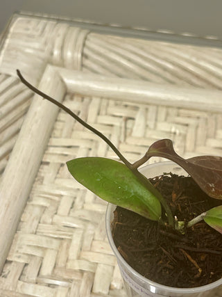 Hoya sp. Teneba, Very rare