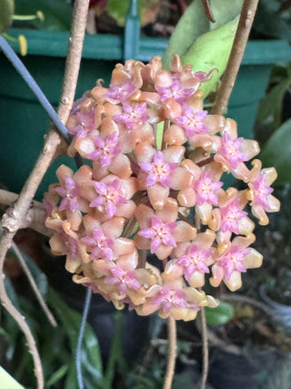 Hoya vitellina,full plant