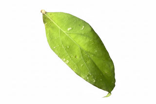 Hoya  priktai, Extremely Rare