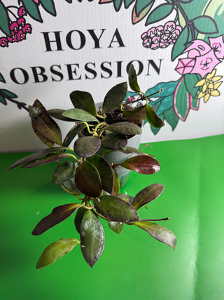 Hoya leticiae