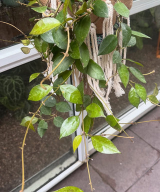 Hoya ‘Elena’ - Hoya lacunosa (aff.-Hybrid)