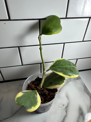 Hoya kerrii (Outer variegated)