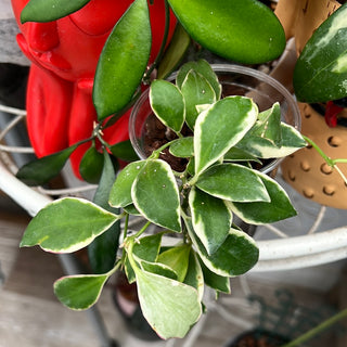 Hoya heuschkeliana (Outer variegated)