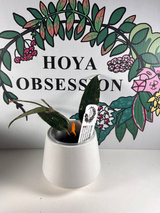 Hoya latifolia reverted ‘Pot of Gold’