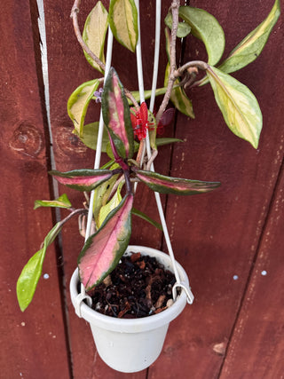Hoya carnosa ‘Rubra’