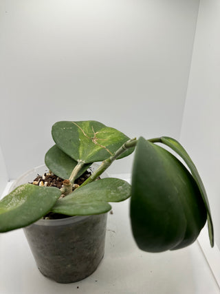 Hoya kerrii (Inner variegated)
