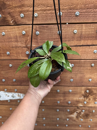 Bundle of Philippine Hoyas