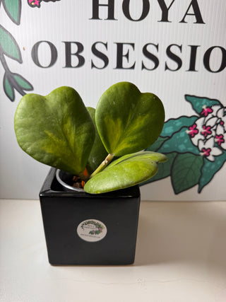 Hoya kerrii (Inner variegated) - Cuttings