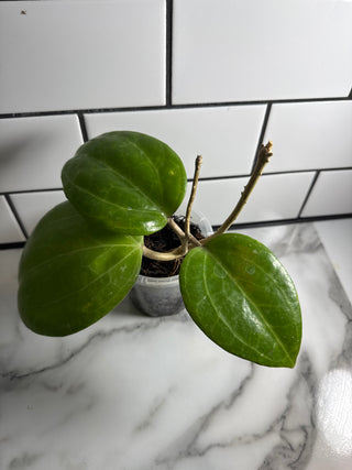 Hoya sp. Sarawak