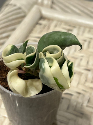 Hoya carnosa ssp. compacta  ‘Regalis’ (Outer  variegated Hindu rope)