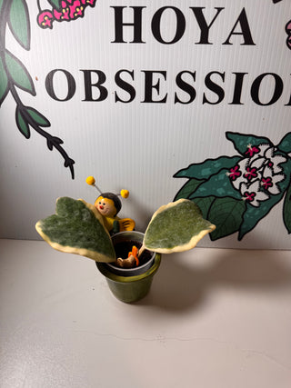 Hoya kerrii (Outer variegated) - Cuttings