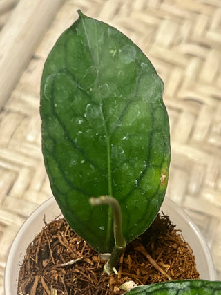 Hoya sp. Lampung , Very rare