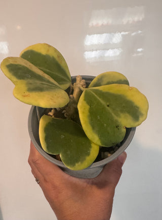 Hoya kerrii (Outer variegated), Plant #1
