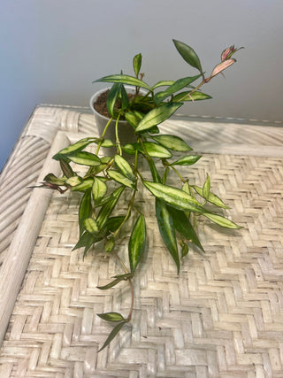 Hoya lacunosa (Inner variegated) Plant no 8