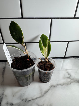 Variegated Hoya Bundle # 2