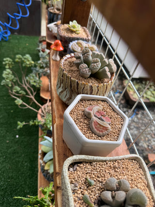 Ceramic Pots - for Lithops