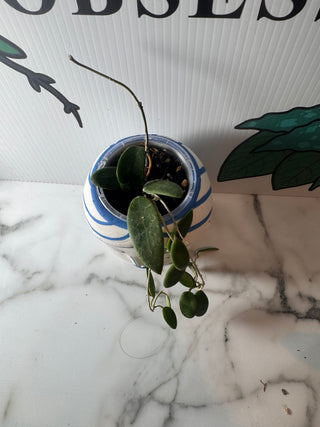 Hoya lyi