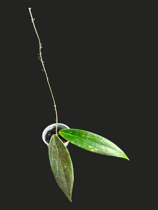 Hoya ‘Soul Stone’