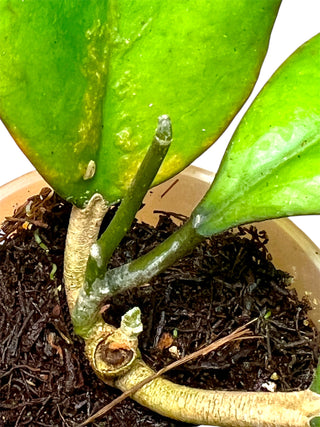 Hoya sp. AH-556 (Seed 002) Very Rare
