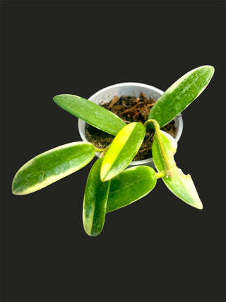 Hoya lyi (Outer variegated)