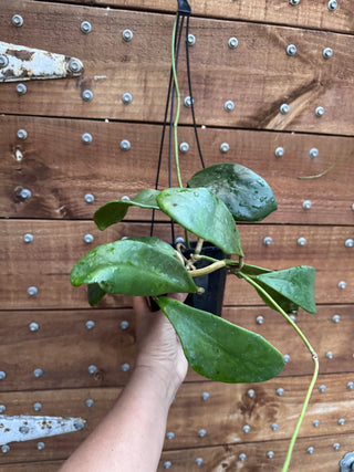 Hoya excavata