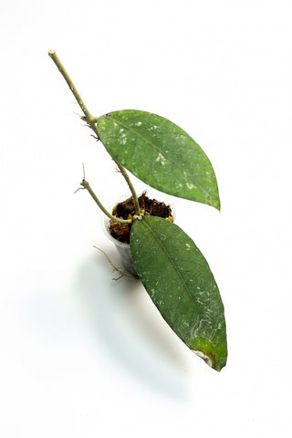 Hoya sp. Aceh, Extremely Rare