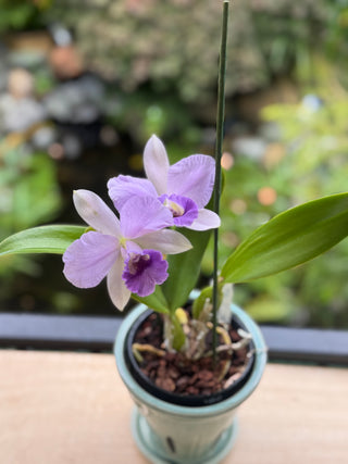 Orchid - Cattleya -  Purple Flower -