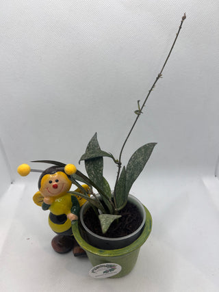 Hoya parviflora - Rare