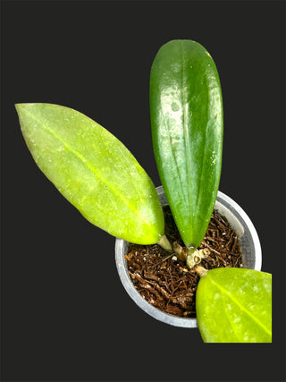 Hoya sp. Laos, Rare