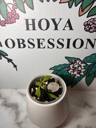 Hoya bilobata - Sierra Bullones