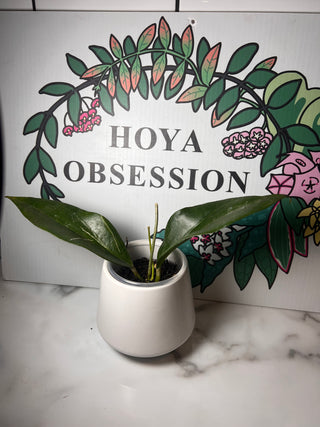 Hoya verticillata (Formerly Hoya pottsii)