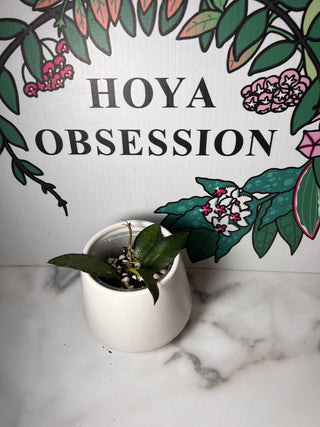 Hoya 'Rosita' - Splash(Cutting)