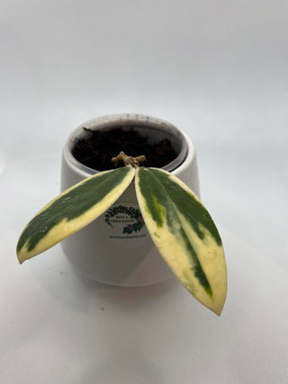 Hoya acuta (Outer variegated)