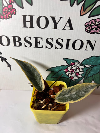 Variegated Hoya archboldiana (Outer)