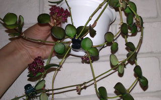 Hoya carmelae - Very Rare