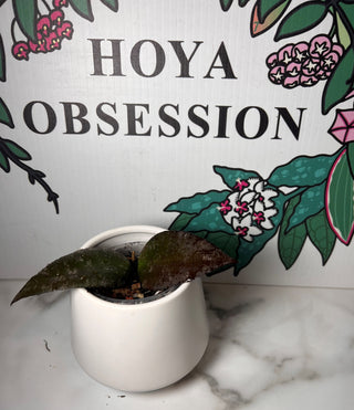 Hoya caudata Borneo
