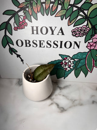 Hoya caudata Borneo