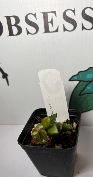 Hoya chinghungensis