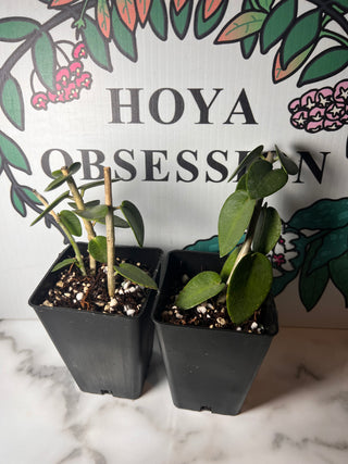 Hoya densifolia aka Big Leaves Hoya cumingiana