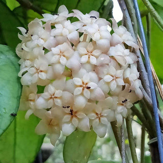 Hoya hainanensis