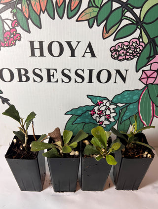 Hoya manipurensis